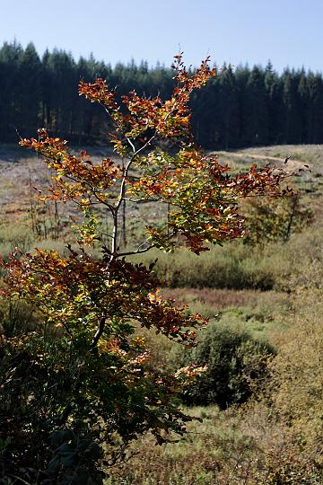 _V4Z7067.jpg