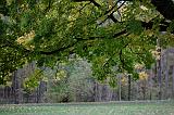 NV4Z2717_raw