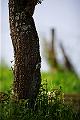 VI7M4325_raw
