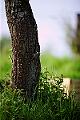 VI7M4345_raw