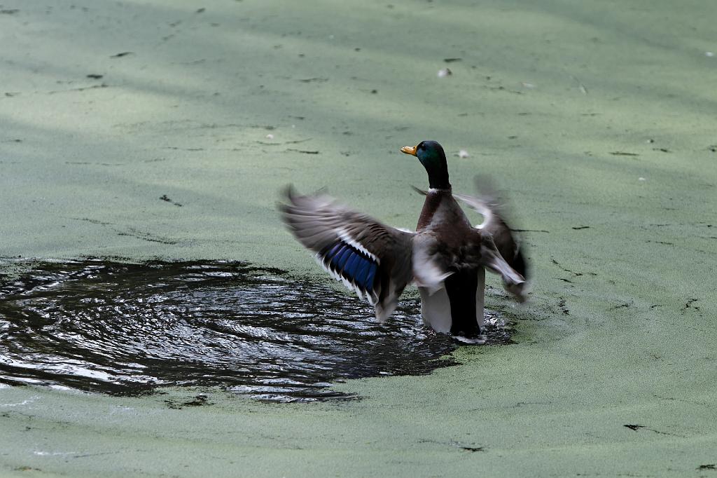 _MG_1504.jpg