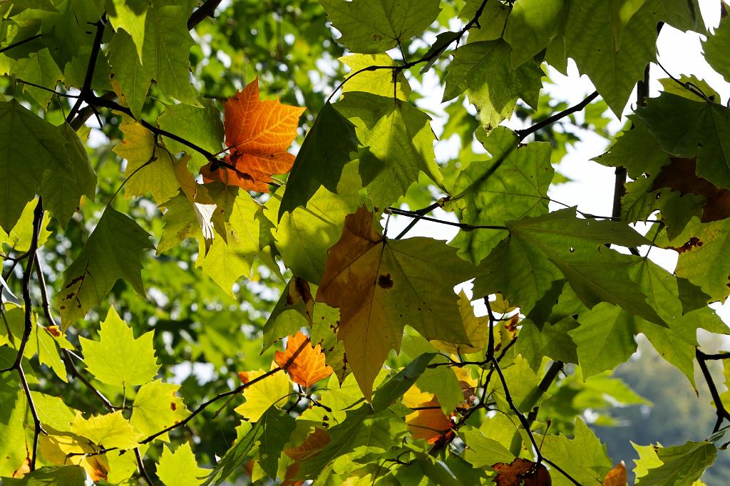 _MG_1725.jpg