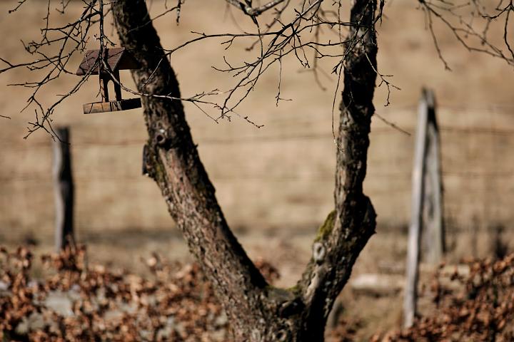 NV4Z4499.jpg - Focus is on the bird feeder