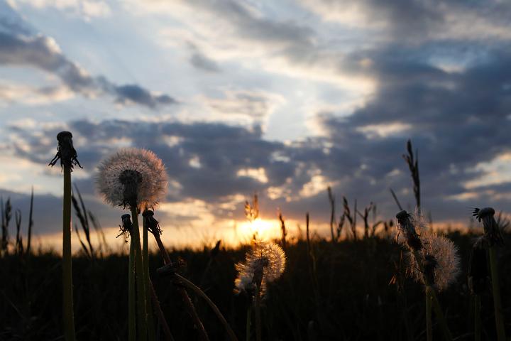 _MG_1850.jpg