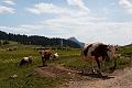 IMG_5248