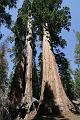 Day 5 = Sequoia National Park